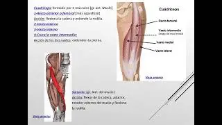 Video explicativo músculos MMII parte 1