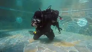 Scuba Skills   Scuba Unit Removal and Replacement