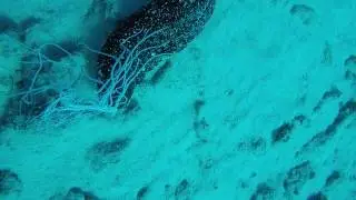 funky feathery tentacles from inside sea cucumber