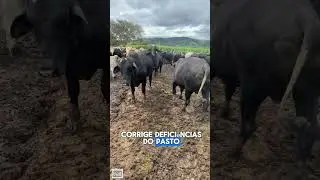 Proteico energ&eacute;tico e sal mineral #agro #motivation #caminhoparaumavidamelhor