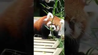 Red panda baby. #redpanda #pandalife #animals #cute #trending