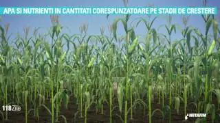 Cum funcționează SISTEMUL SUBSOLIER de irigare prin picurare - SDI