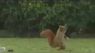 Compilation di...cazzate