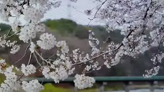 ۸ ژانویهٔ ۲۰۲۶