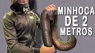 Uma Minhoca Que Assusta Anacondas, Nunca Sobe à Superfície e Pode Morrer Com uma Farpa