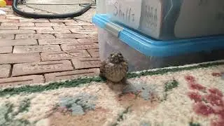Baby Bird hanging out The NEW Berry MC.
