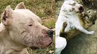 Los 10 Perros M&aacute;s Temibles y Poderosos del Mundo