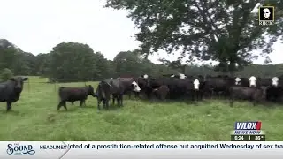 New vet clinic brings care closer for rural Mississippi farms