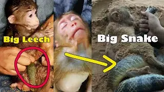 These two poor monkeys met Leech and Snake ❤