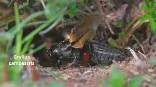 Gryllus campestris -- Feldgrille