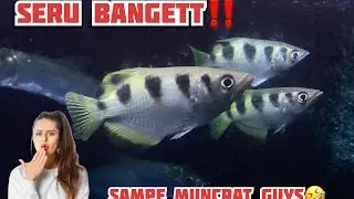 WOW‼️ THIS IS THE FUN OF FEEDING ARCHERFISH/BLOWMIST FISH UNTIL THEY SPOUT 😭