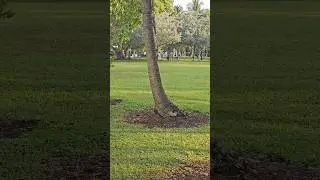 Ardillas en Miami Beach #travel #miami #miamibeach #squirrels
