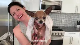 Little Boogie Shoes Gets a Bath... again!!!