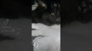 My love pet Steel Soul my cats