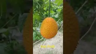 Gac Fruit Farm