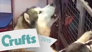 Adorable Alaskan Malamute Singing at Crufts | Crufts 2015