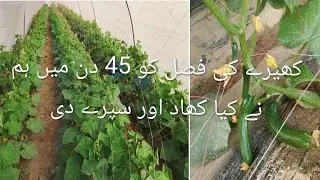 کھیرے کی 45 دن کا کھاد اور سپرے کا پلان cucumber fertilizer plan in 45 dea