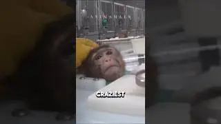 Craziest animal experiments Part-1