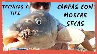 Tecnicas y tips para pescar carpas con moscas secas - piques en vivo Instagram Live !