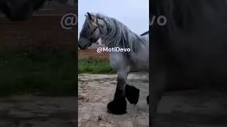 Horse That is a Majestically Beast @MotiDevo #horse #ytshorts #viral #animals