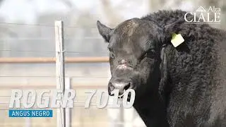CIALE Alta 💥 𝑻𝑶𝑹𝑶 𝙍𝙊𝙂𝙀𝙍 7010 💥 Angus Negro