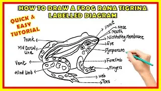 How To Draw A Indian Frog Rana Tigrina Easy Method || Step By Step | Easy Biology Frog Diagram #frog