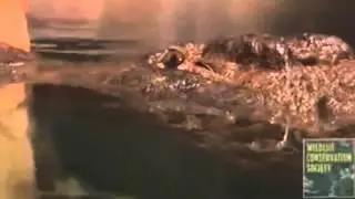 Crocodiles Can Climb Trees Better than Previously Thought