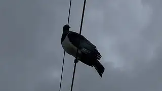 Wood Pigeon on Power Lines plus Cletus and Cruella Quail 