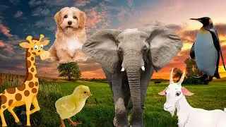 Learn to love animals, learn animal sounds dog, cat, horse, elephant, cow, monkey - Animal Sounds