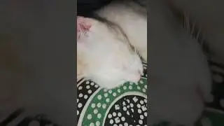 GOOD NIGHT 💤❣️❤️#trending #viralvideo #funny #catshorts #catlover #meowlogs