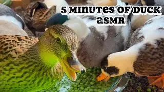 Our call ducks enjoying a plate of peas - 5 minutes of duck ASMR