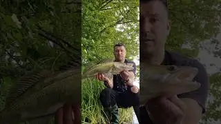 Mętne oczy| Szandacz #zanderfishing #snajperfishing #poland #fishing #sandacz #team snajperfishing