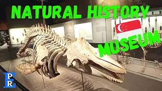 Natural History Museum 🇸🇬 - Dinosaurs Singapore