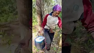 How to Harvest Rubber Directly From Trees - Rubber Harvesting Process#1#rubber#Unzip#ASMR#Comfort