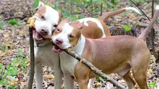 Dogs Video With Mind Relaxing Music | Satisfying Video | Videos Mart