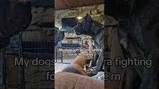 I bet you wont #canecorso #italianmastiff #salmoncreekcanecorso #dogs #bigdogs #corso #puppy