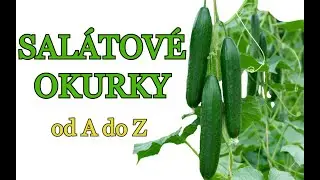 OKURKY | PĚSTOVÁNÍ SALÁTOVÝCH OKUREK od A do Z | tipy pro velkou sklizeň, hnojení, sadba, roubování