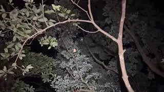 Hiking alone at night | will you?,if not enjoy this.