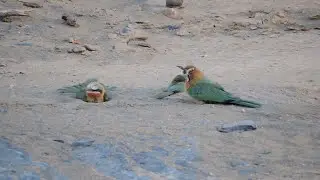 Very Cute and Funny White fronted Bee eaters Sand Bathing