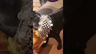 Pug training Jimmy's jewellery #youtubeshorts #shorts #subscribe #trending #viral.............