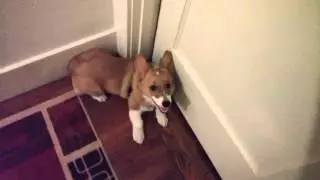 Corgi zoomies