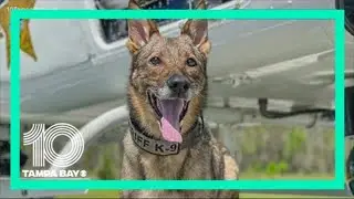 Pasco County Sheriff's Office K-9 Strong passes away due to medical issue