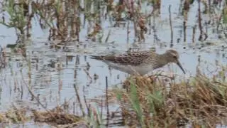 Pectoral & Sharp-tailed Sandpiper