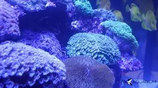 Must Visit Booths at Reefapalooza Los Angeles