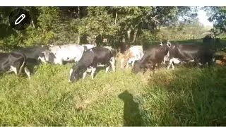 PREÇO DE VACAS MOJANDO EM MINAS GERAIS 