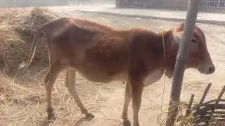 #beautiful nice #funny cow  #sorts #youtubeshorts #cow #funnybaby  #cow #
