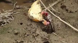 A small, reddish-brown crab on the river shore is eating an orange peel