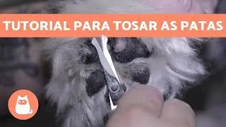 Como TOSAR AS PATAS DO CACHORRO - Passo a passo