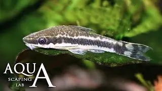 Aquascaping Lab - Otocinclus Catfish Dwarf suckers description/pesce mangiatore di alghe descrizione