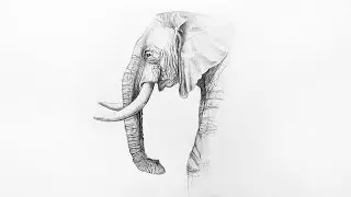 Comment dessiner une tête d'éléphant de profil